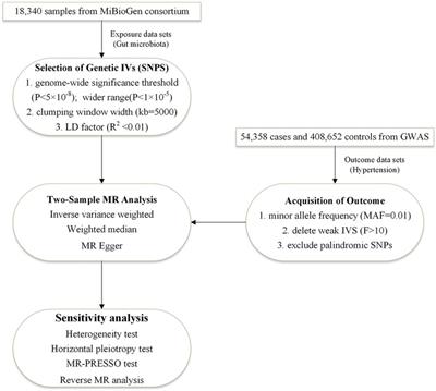 Causality of gut microbiome and hypertension: A bidirectional mendelian randomization study